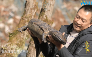 做娃娃鱼的短视频剪辑，做娃娃鱼的视频教程
